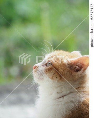 Kitten · stray cat · brown Kitten · stray cat · brown 62757417
