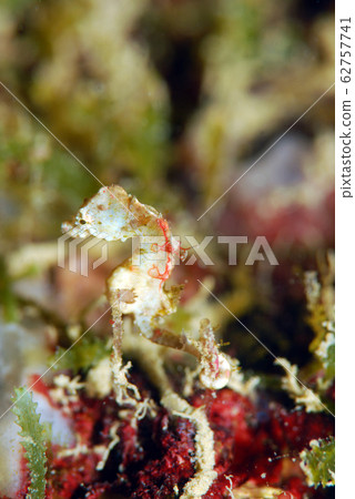 侏儒海馬Hippocampus pontohi 62757741