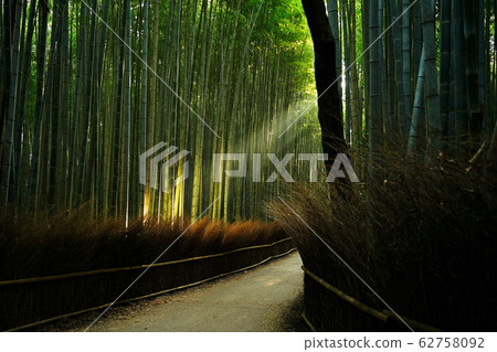 嵐山京都竹林景觀 62758092