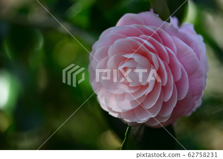 Pink camellia Pink camellia 62758231