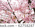 Kawazu cherry tree 62758287