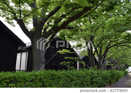 Yamai warehouse zelkova tree lined trees Yamai warehouse zelkova tree lined trees 62759005