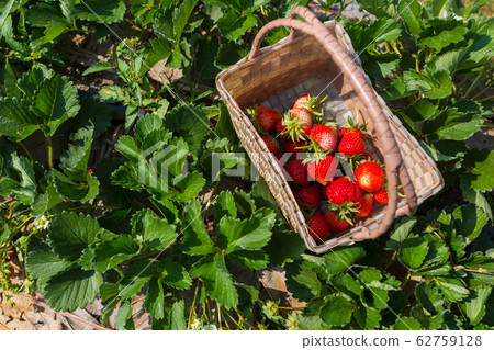 fresh strawberry in farm 62759128
