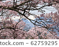 高藤城跡公園的櫻花 62759295