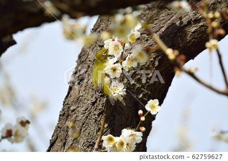 Plum blossoms and mezzo (N) Plum blossoms and mezzo (N) 62759627