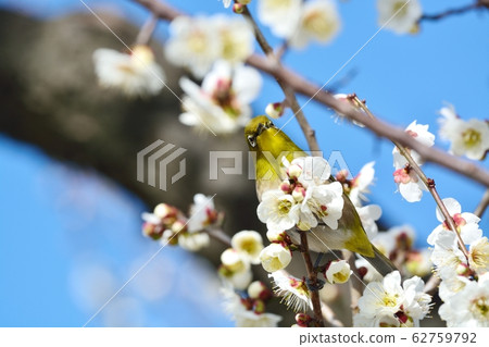 Plum blossoms and mezzo (N) Plum blossoms and mezzo (N) 62759792