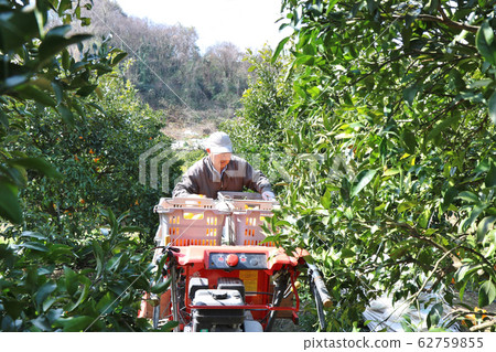 Dekopon Harvest Senior Male Transporter NO.3 62759855