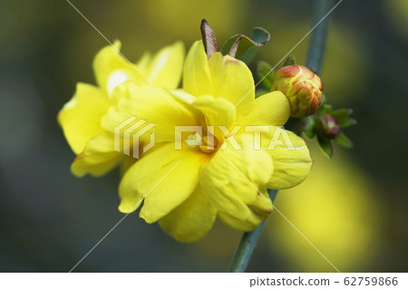 Oubai Winter jasmine 62759866