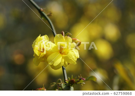 Oubai Winter jasmine 62759868