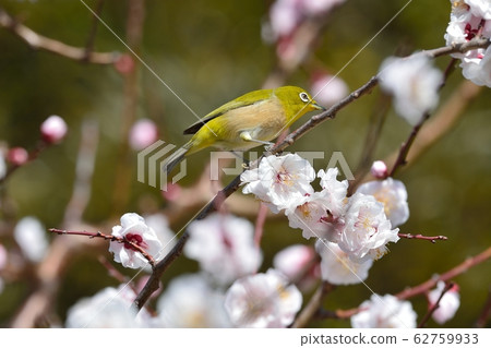 Plum blossoms and mezzo (N) 62759933