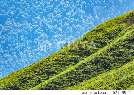 Spruce forest and green grass on the side of a mountain Spruce forest and green grass on the side of a mountain 62759965