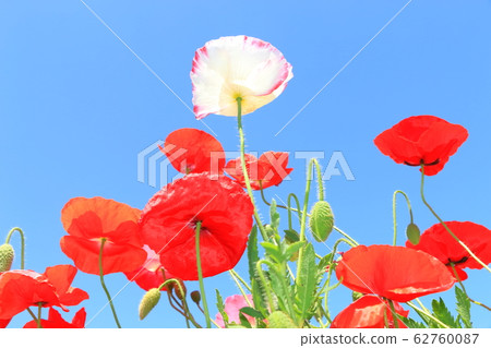 罌粟 62760087