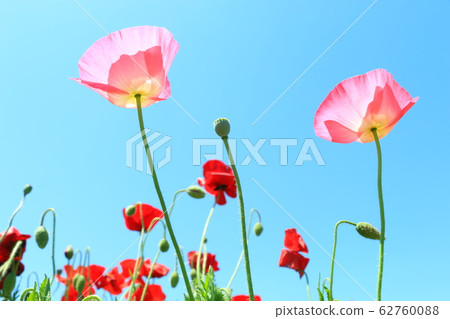 罌粟 罌粟 62760088