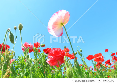 罌粟 62760089