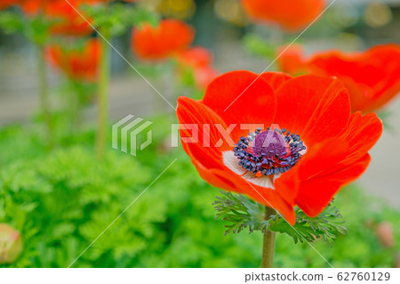 Anemones 62760129