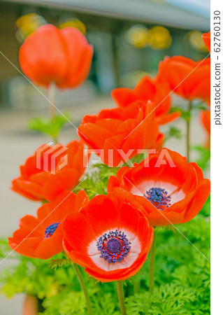 Anemones 62760130