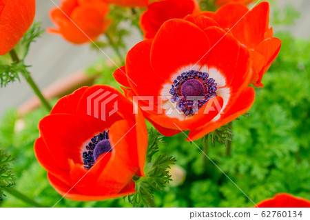 Anemones Anemones 62760134