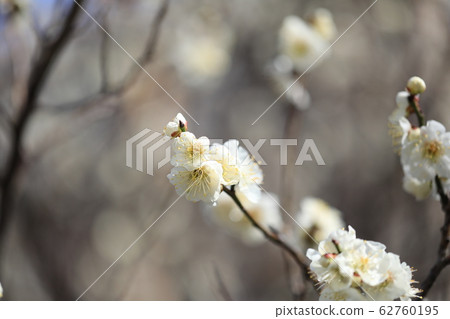 Ume flower Ume flower 62760195