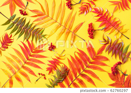 Creative layout of colorful autumn leaves over yellow background. Top view. Flat lay. Autumn concept. Season pattern 62760297