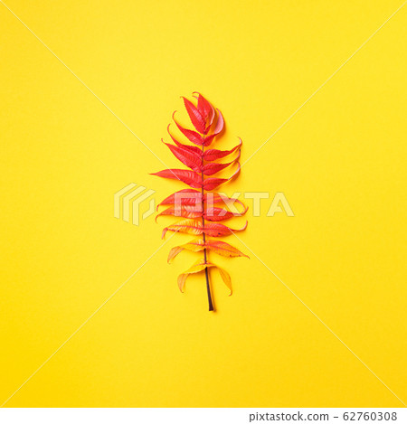 Red, green and yellow autumn tree leaves over yellow background. Top view. Copy space. Branch of Staghorn Sumac tree with multicolored leaves 62760308