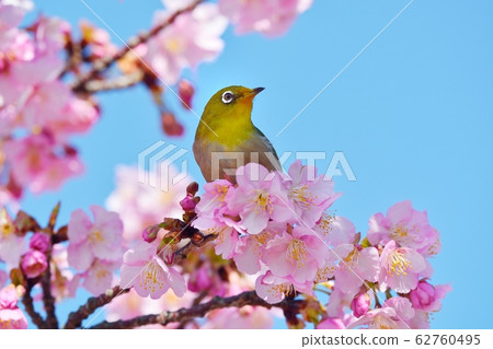 Mejiro和Kawazu Sakura(N) Mejiro和Kawazu Sakura(N) 62760495