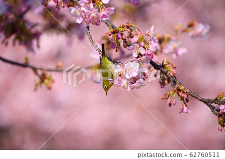 Mejiro and Kawazu Sakura (N) 62760511