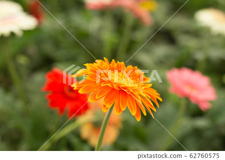 Orange gerbera daisy flower on blur green leaves and colorful flowers background. 62760575