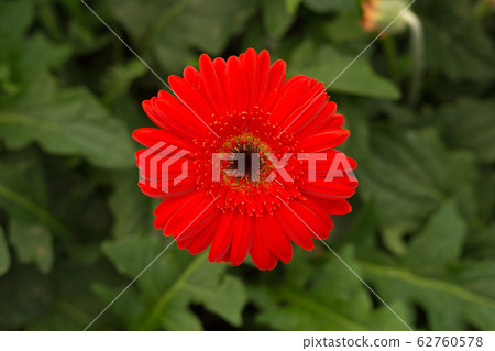 Red gerbera daisy flower on blur green leaves background. 62760578