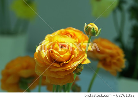 毛茛屬asiaticus 毛茛屬asiaticus 62761352