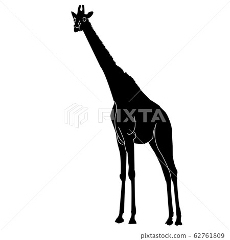 Giraffe 62761809