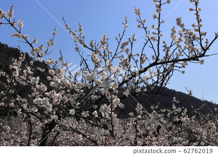 Ogose Bairin, Ogose Town, Saitama Prefecture Ogose Bairin, Ogose Town, Saitama Prefecture 62762019