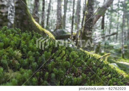 Moss covering the root of a tree Moss covering the root of a tree 62762020