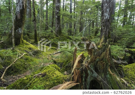 Close up broken tree in forest covered with moss Close up broken tree in forest covered with moss 62762026