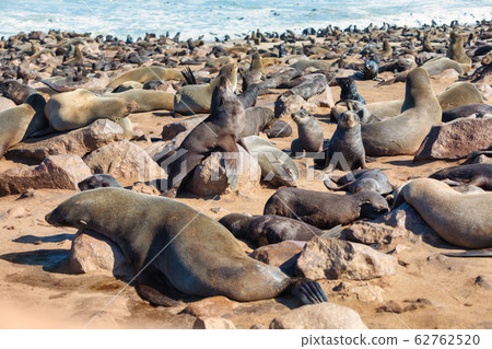 colony of brown seal in Cape Cross, Namibia 62762520