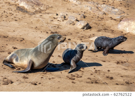 colony of brown seal in Cape Cross, Namibia 62762522
