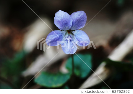 Violets Viola mandshurica Violets Viola mandshurica 62762892