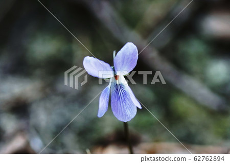 Violets Viola mandshurica 62762894