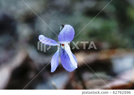 Violets Viola mandshurica Violets Viola mandshurica 62762896