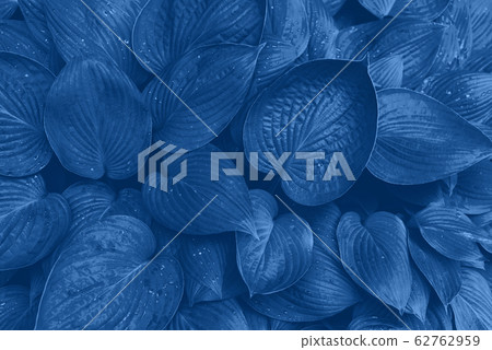 Nature concept. Top view. Green leaves texture in monochrome color. Trendy blue and calm color. Tropical leaf background. 62762959