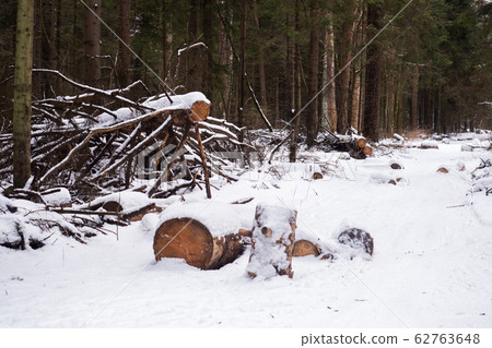 Felled tree in the snow in the winter forest. Felled tree in the snow in the winter forest. 62763648
