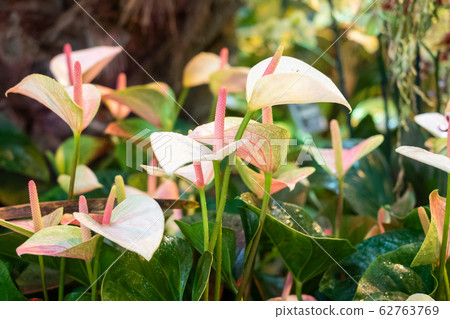 A white flowering spatiphyllum flower grows in a A white flowering spatiphyllum flower grows in a 62763769