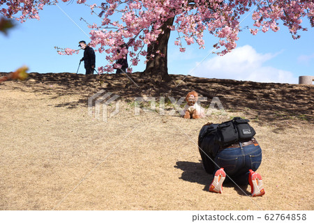 Photo shoot of Kawazu Sakura and Toy Poodle 62764858