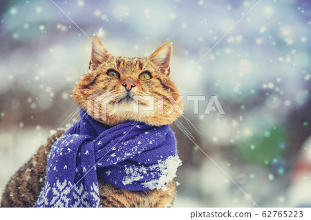 Portrait of a cat wearing a scarf in snowy winter Portrait of a cat wearing a scarf in snowy winter 62765223