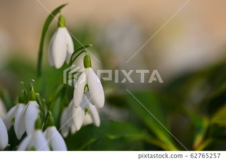First spring flowers with colorful nature First spring flowers with colorful nature 62765257