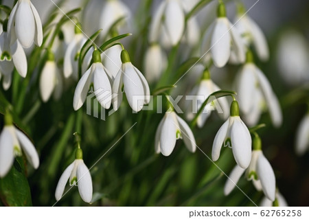 First spring flowers with colorful nature First spring flowers with colorful nature 62765258