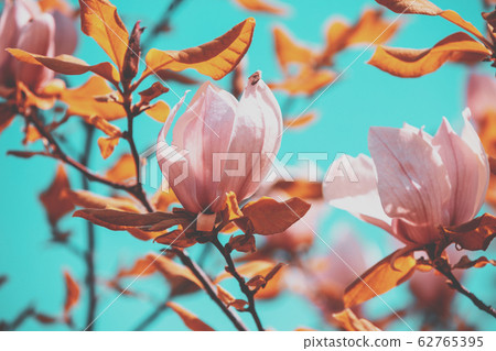 Blossoming magnolia flowers. Springtime. Vintage natural flowers background Blossoming magnolia flowers. Springtime. Vintage natural flowers background 62765395