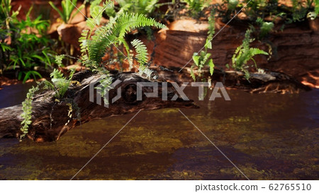 tropical golden pond with rocks and green plants 62765510