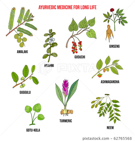 Ayurvedic herbs, natural botanical set. Hand drawn vector illustration 62765568