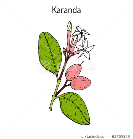 Karanda Carissa carandas , medicinal plant. 62765569