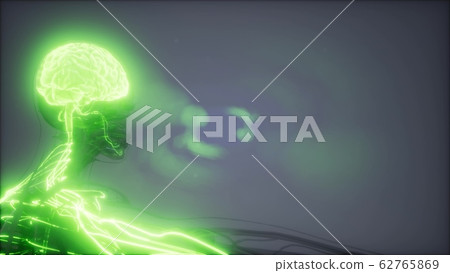 Human Brain Radiology Exam Human Brain Radiology Exam 62765869